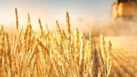 İran’da üretilen buğday, dünyanın en sağlıklı buğdayı