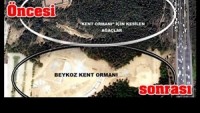 Burası Türkiye: Orman(!) Yapmak İçin Ağaç Kesiyorlar…