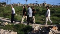 Siyonist Yerleşimciler El-Halil’de Zeytin Ağaçlarını Telef Etti…