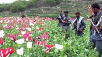 İran İçişleri Bakanı: “Afganistan’da haşhaş ekimine alternatif üretmeye hazırız”