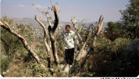 Siyonist Yerleşimciler El-Halil’de 35 Zeytin Ağacını Telef Etti…
