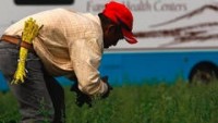 Meksika Tarım İşçileri Eylem Yaptı.