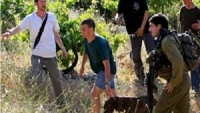 Siyonist Yerleşimciler, Selfit’te Filistinlilere ait ekili tarım arazilerini tahrip ettiler
