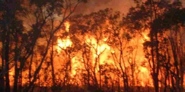 ABD’de orman yangınları durmak bilmiyor