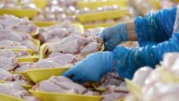 Rusya, Türkiye’den satın aldığı beyaz et alımını 1 Aralık itibari ile durdurdu