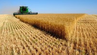 İran dünya piyasalarına buğday ihraç edecek