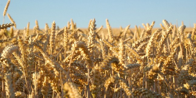 Azerbaycan’da, buğday, buğday unu ve ekmekten alınan KDV kaldırıldı