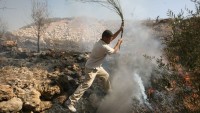 Yahudi Yerleşimciler Filistinlilere Ait Zeytin Ağaçlarını Yaktı