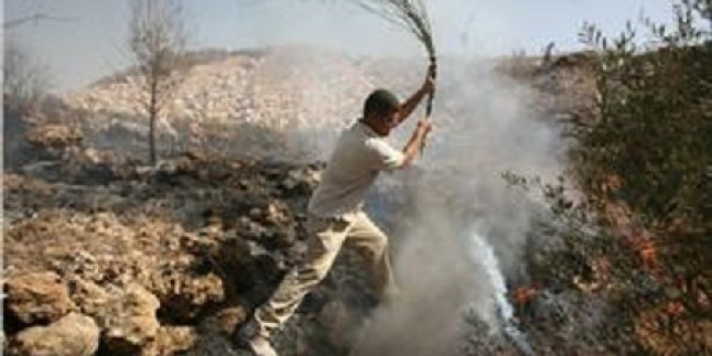 Siyonist İsrail Ordusu El-Halil’in Güneyinde 10 Dönüm Genişliğindeki Zeytinliği Yaktı