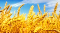 İran buğday üretiminde kendine yeter hale geldi