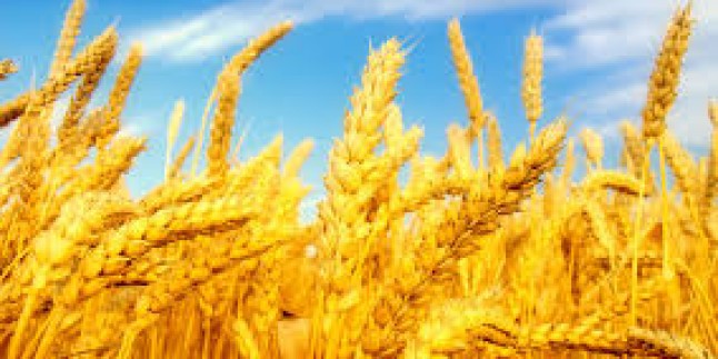 İran buğday üretiminde kendine yeter hale geldi
