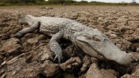 Paraguay’da şiddetli kuraklık hayvanları vurdu