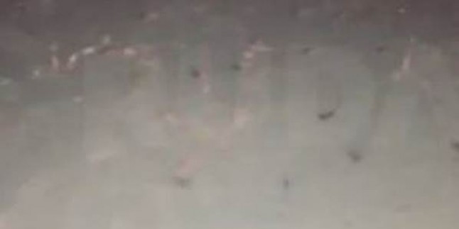 Kuzey Irak’ta ‘uçaktan hamam böcekleri atıldı’ iddiası…