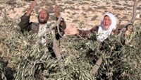 Siyonist Yerleşimciler Hasat Mevsiminde Zeytin Ağaçlarına Savaş Açtı